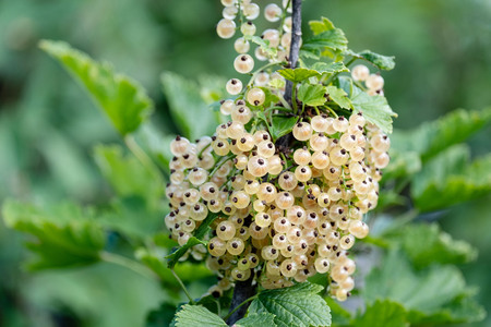 ripe white currant berries on a branch, many ripe berries in one place