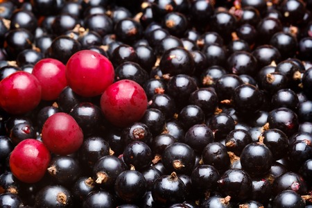 black currant berries with highlights on the skin and a few red cherry berries are located on topの写真素材