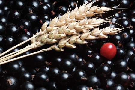 ripe red cherry berry is on a set of currant berries, there are three spikelets of wheat, still lifeの写真素材