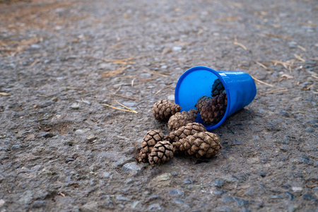 blue plastic Cup spill pine cones, the background walking path in the woods on her needlesの写真素材