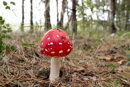 red spotted fly agaric growing among pine needles under pine trees, in the background the forest and parts of the skyの写真素材