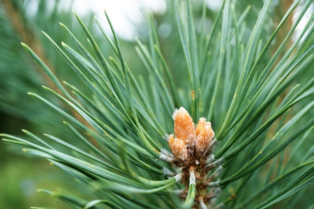green pine needles on the branch and young pine shoots, summer dayの写真素材