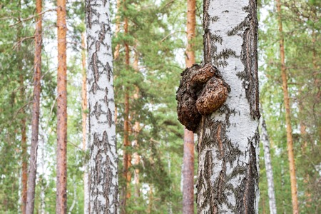 birch burl growth on the wood growing high up in a tree, background, summer forest