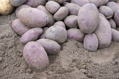 close-up of black potatoes lying on the ground, unwashed dirty freshly dug cropの写真素材