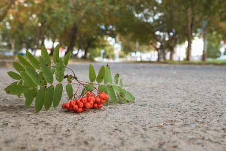 red mountain ash on a footpath in the autumn, paved road and berriesの写真素材