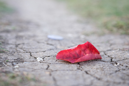 on a gray dirt path with cracked earth lies a fallen red leaf, autumn time in the afternoonの写真素材