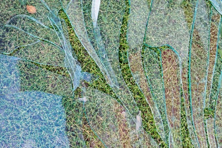 broken glass on the grass on a Sunny day, through the glass you can see the grass and fallen leaves