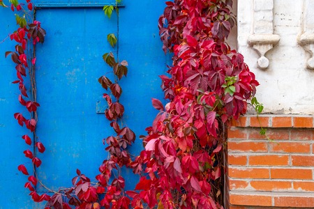 blue metal door on which the red leaves of a climbing tree, next to the concrete foundation of the buildingの写真素材