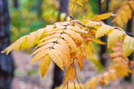 yellow autumn leaf of a mountain ash on a background of autumn forest, the background is blurredの写真素材