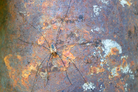 a large spider on a rusty surface guards the prey, a hidden spiderの写真素材