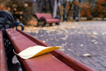 an autumn leaf fell onto a Park bench, the background is blurred bench in the Park and the leaves fallen on the ground, in late autumnの写真素材