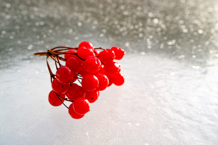 lying on the ice of the pond red branch of viburnum berriesの写真素材