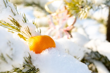 tangerine on a pine branch in snow, winter and bright fruitの写真素材