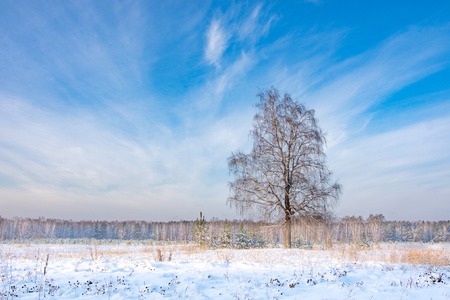 winter landscape of birch tree standing on the edge of the forest, snow and cloudsの写真素材