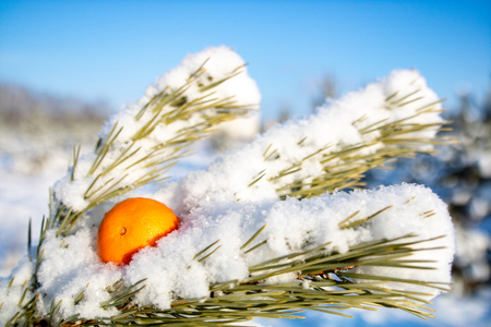 on a snow-covered pine branch in the forest put orange fruit, decoration for the new yearの写真素材