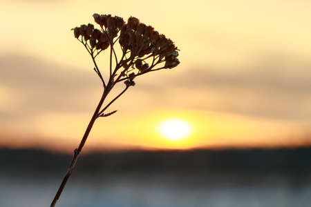 the sun to the right of the blade of grass, dry grass in winter against the setting sunの写真素材
