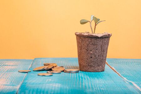 coins are scattered near the pot with a home flower, crop production and moneyの写真素材