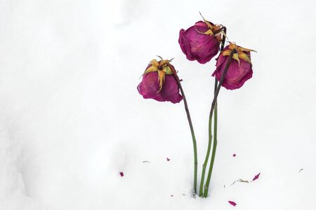 three roses in winter around the white snow, discarded roses because of resentmentの写真素材