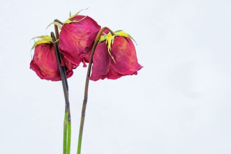 close-up of three roses in winter, flowers witheredの写真素材