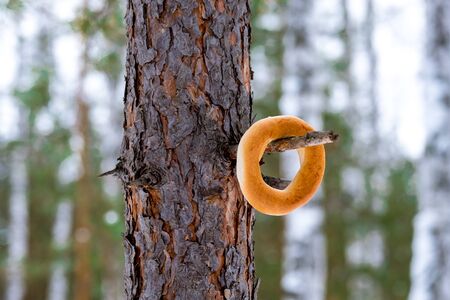 confectionery flour round shape used in Russia is called a bagel hanging on a tree branch in the...