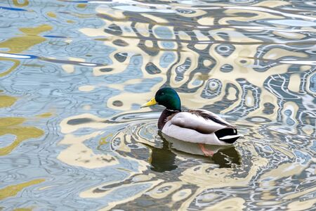 wild duck on the water on the water surface is reflected back curved reflectionの写真素材