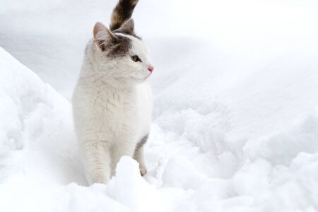 cat with a white coat makes his way through the snow, the cat homeless wool dusty and dirty in the winter and very coldの写真素材