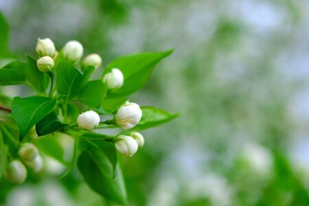 saturated bright colors of Apple blossoms in the spring in the garden. orchard bright green and Apple blossomsの写真素材