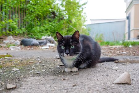black-and-white cat sitting on the road in collar got lostの写真素材