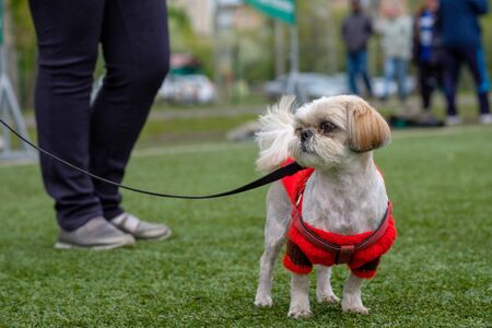 a small dog on a leash in a red knitted jacket walks on artificial grass