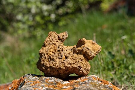 a strange stone in the shape of an animal on the background of green forest. bright sunlight