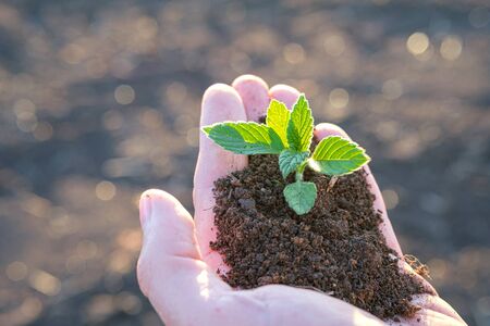 in the foreground is a palm in which the soil and plant for planting, the background is a plowed...