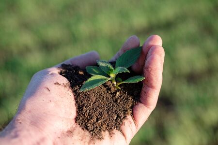 in a dirty hand, the soil and plant prepared a seedling before planting in the ground. planting and...