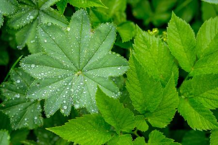 large leaves of grass covered with drops of water. green grass in the summer rain