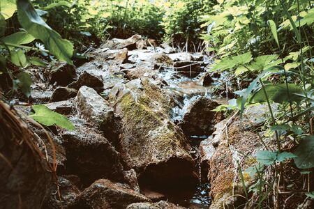 mountain stream in the forest running among the stones covered with moss. forest stream