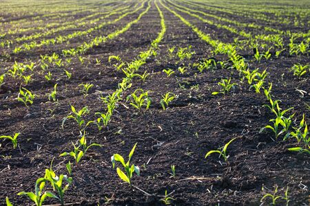 bottom view of fresh rows of corn plants that have risen recently young. rows of young corn in a...