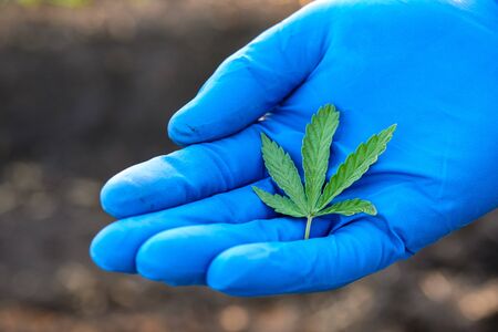 green cannabis leaf in the palm of your hand blue glove. search for police planting of narcotic plantsの写真素材