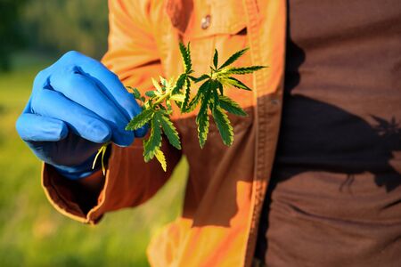 in the hand which is wearing a blue rubber glove is the plant hemp. planting and growing cannabis