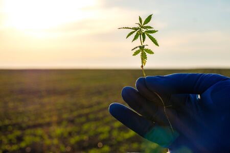 at sunset, in the hand on which a rubber glove is worn, a marijuana plant is held. found a...