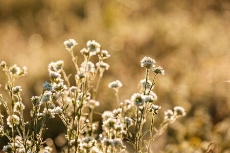 early morning photo from a low point blurred background out of focus a white field flower on a...