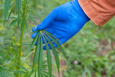 a blue-gloved hand touches a hemp leaf. on a hemp oil plantationの写真素材