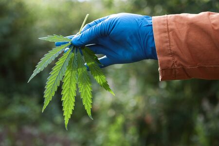 in a hand on which is put a blue glove of cannabis leaf. found hemp in the fieldの写真素材