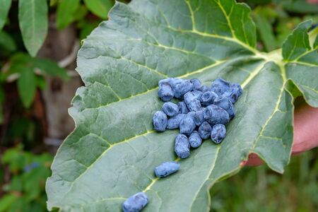 honeysuckle berries on a green big leaf of burdock