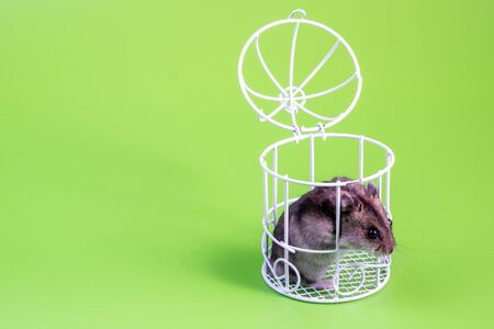 a hamster sits on a green background in a white metal cage open at the topの写真素材