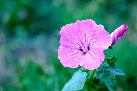 lilac flower on a green background of foliage on a summer evening. harmony of lilac and green colorsの写真素材