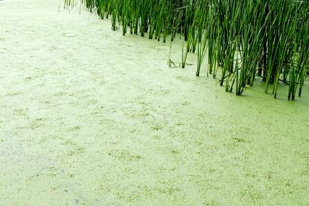 duckweed on the surface of the water in a swamp bog and reedsの写真素材