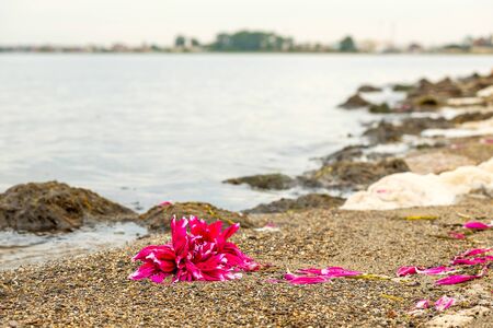 a red flower Bud is thrown out on the lake shore. the flower was thrown out because she didn't come on a dateの写真素材