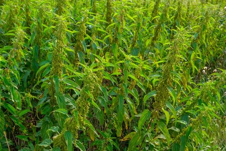 bushy nettle bushes grow on the field. closeup fresh leaves. very burning nettle grass