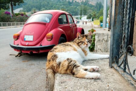 an angry cat lies on a concrete fence against a red car. summer colorful catの写真素材