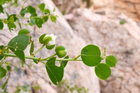 white flower on the background of blurred stone mountains. is a horizontally-growing plantの写真素材