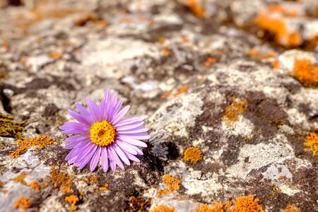 on the stone surface with the texture of stone and lichen is a lilac flower. the contrast between the hard stone and delicate flowerの写真素材